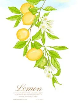 Lemon tree branch with lemons Stock Illustration