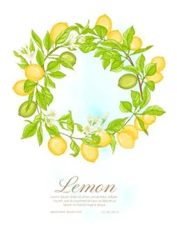 Lemon tree branch with lemons Stock Illustration