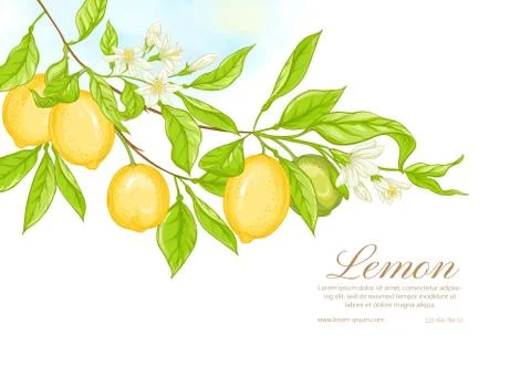 Lemon tree branch with lemons Illustrazione stock