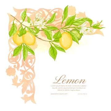 Lemon tree branch with lemons Stock Illustration