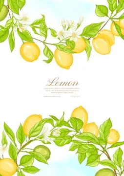 Lemon tree branch with lemons Stock Illustration