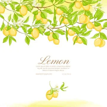 Lemon tree branch with lemons Stock Illustration