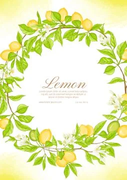 Lemon tree branch with lemons Stock Illustration