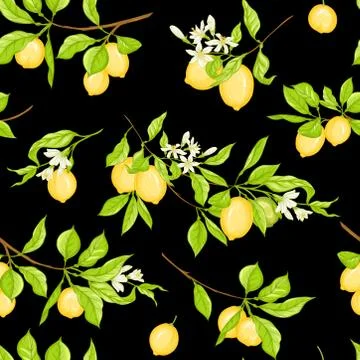 Lemon tree branch with lemons Stock Illustration