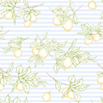 Lemon tree branch with lemons Stock Illustration