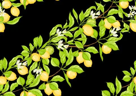 Lemon tree branch with lemons Stock Illustration