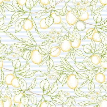 Lemon tree branch with lemons Stock Illustration