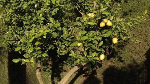 Lemon Tree Branch Moving with Wind in Sunny Orchard Stock Footage 331925921