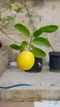 Lemon on tree branch Stock Photos