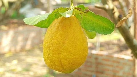 Lemon tree branch with ripe lemon. Stock Footage 305772041