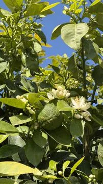 Lemon tree branch with white flowers and green citrus fruit in natural outdoor Stock Photos