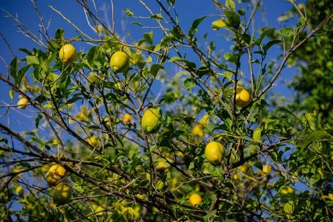Lemon tree branches in blue sky Stock Photos