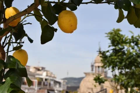 Lemon tree branches in front of blurred sunlit rooftops Stock Photos
