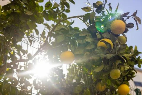 Lemon tree branches laden with ripe fruit against a clear blue sky in a sunny Stock Photos