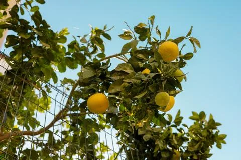 Lemon tree branches laden with ripe fruit against a clear blue sky in a sunny Foto stock