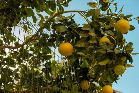 Lemon tree branches laden with ripe fruit against a clear blue sky in a sunny Stock Photos