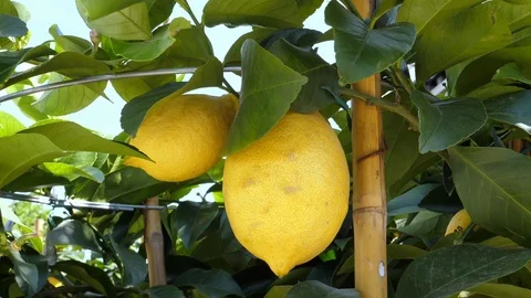 Lemon tree, branches with lemons Stock Footage 88580629
