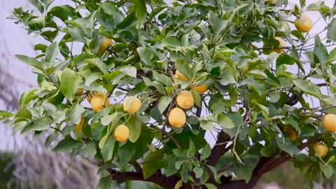 Lemon tree branches with ripe lemons hanging on them Stock Footage 314899162