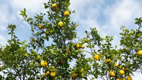 Lemon tree branches with ripe yellow lemons swaying in the wind. 4K resolution Stock Footage 276163579