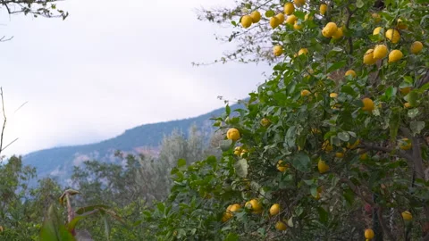Lemon tree branches swaying gently in orchard Stock Footage 318641136