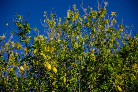 Lemon tree branches under blue sky, natural background, seasonal fruit Stock Photos