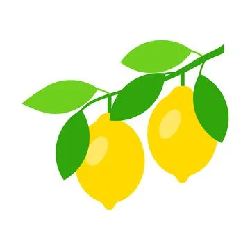 Lemon tree bunch vector illustration isolated on white background Stock Illustration