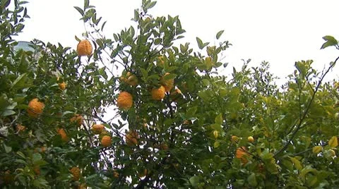 Lemon tree c Stock Footage 12401037