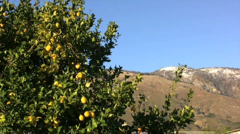 Lemon tree in California Stock Footage