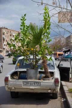 Lemon tree in the car trunk Stock Photos