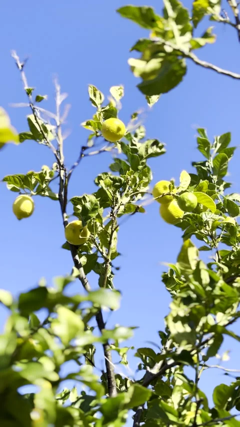 Lemon tree carrying ripe yellow lemons agains blue sky Stock Footage 344010833