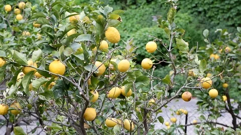 Lemon Tree in Cinque Terre, Italy Video stock 88056643