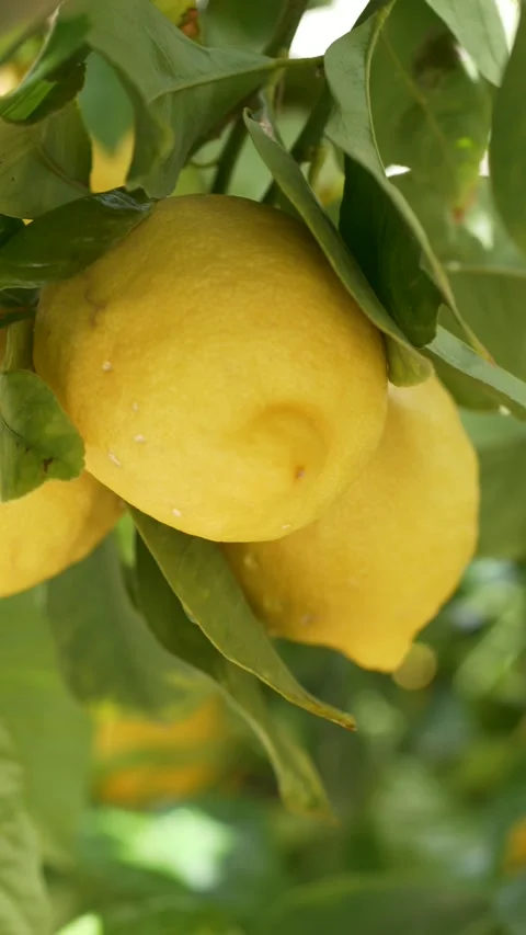 Lemon tree Citrus limon with ripe fruits growing in eco-friendly farming Stock Footage 332903904