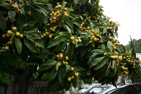 Lemon tree in the city Stock Photos