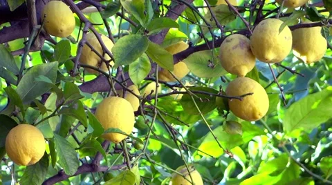Lemon tree close up Stock Footage 41192344