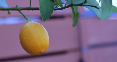 Lemon Tree Close Up Vídeos de archivo 232789285