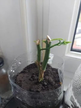 Lemon tree cutting growing in the kitchen. recycled bottle pot to have a le.. Stock Photos