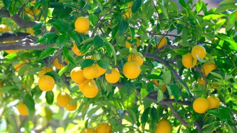 Lemon Tree day various exposures and zooms near suburban home day Stock Footage 239878151