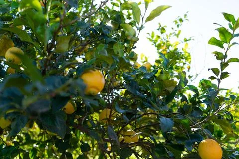 Lemon tree with denomination of origin, orchard of Murcia. Lemon tree full .. Stock Photos
