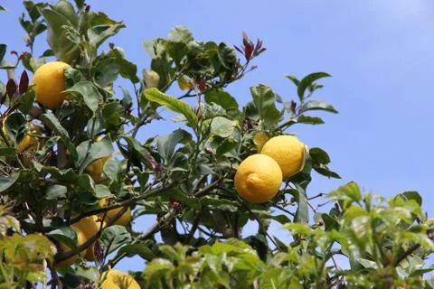 Lemon tree detail Stock Photos