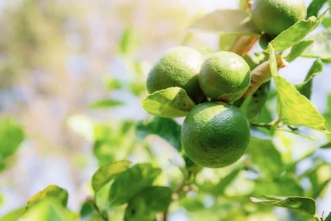 Lemon on tree in farm. Stock Photos