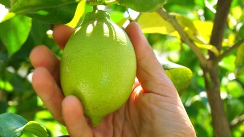 Lemon on tree, farmer hand touch fruits Stock Footage 136885247