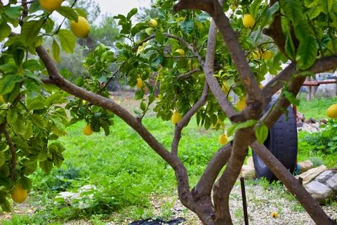 Lemon tree in field, Lemons organically  grown in Cyprus For Health Benefits Stock Photos
