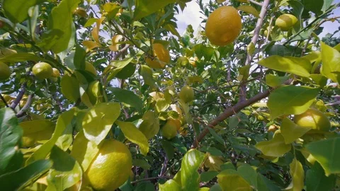 Lemon Tree in Florida Stock Footage 121475228