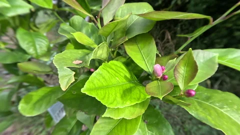 Lemon Tree Flower Buds Stock Footage 257413387