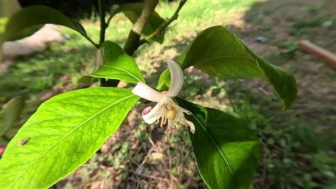 Lemon Tree Flower + Developing Lemon Stock Footage 257410425