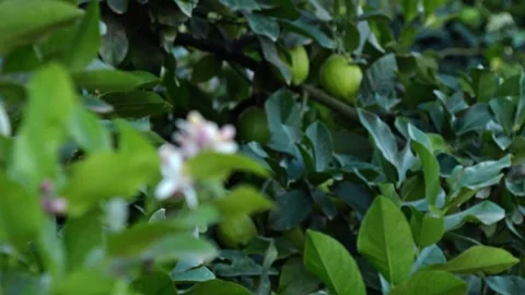 Lemon tree flower focus rack to lemon fruit hanging from tree Stock Footage 276481916