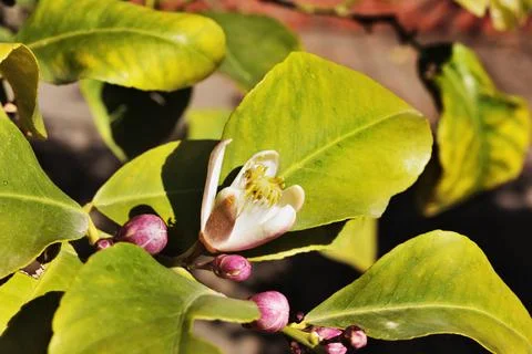 Lemon tree with flower Stock-Fotos