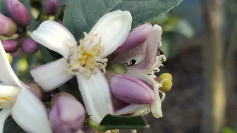 Lemon tree flowers with ant. Stock Footage 197013085