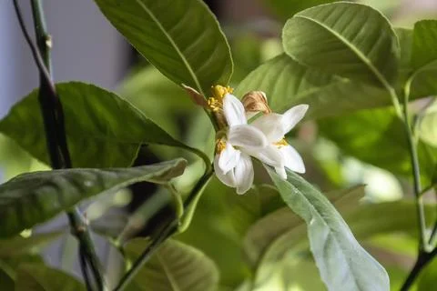 Lemon tree flowers, blurred background. Stock Photos