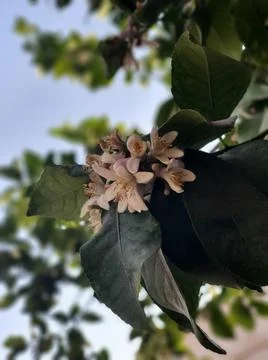Lemon tree flowers 스톡 사진